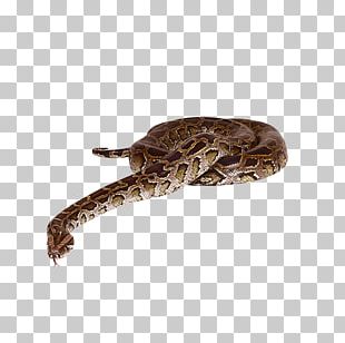 3d Snake, Gradient Snake, Large Pythons, Snake PNG Transparent Clipart  Image and PSD File for Free Download