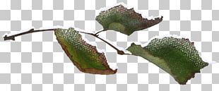 Twig Leaf Branch Tree Plant Stem PNG