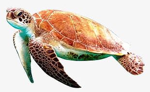 Sea Turtle PNG, Clipart, Box Turtle, Clip Art, Clipart, Fauna, Green ...