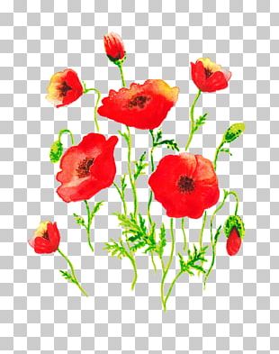 Common Poppy Flower Watercolor Painting PNG, Clipart, Annual Plant, Art ...