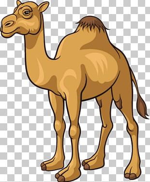 Camel Cartoon Illustration PNG, Clipart, Animal, Animals, Animation ...