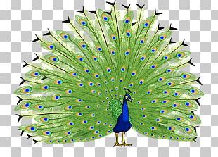 Peacock PNG, Clipart, Peacock Free PNG Download