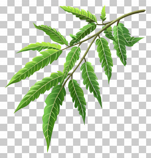 Neem - Green Leaves On A Branch PNG