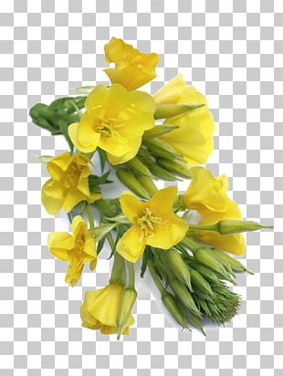 Dietary Supplement Common Evening-primrose Linseed Oil Capsule PNG