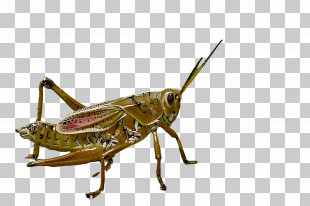 Insect Cricket PNG, Clipart, Art, Arthropod, Cartoon, Cricket, Download ...