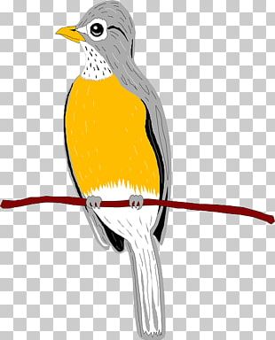 Beak Bird European Robin Wing PNG
