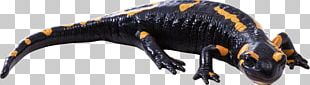 Newt Lizard Reptile Fire Salamander Common Iguanas PNG