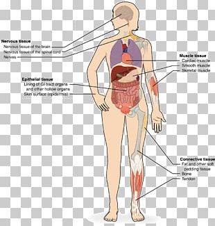 Connective Tissue Epithelium Human Body Muscle Tissue PNG