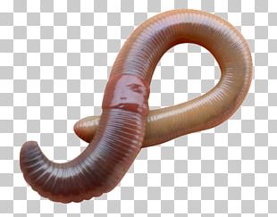 Earthworm Eisenia Fetida Vermicompost European Nightcrawler PNG