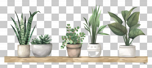 Potted Plants - Row Of Potted Succulent Plants For Decor PNG