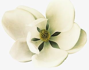 Magnolias Flowers Clipart PNG Images, Magnolia Flower In The Border, Round,  Trunk, Green Background PNG Image For Free Download