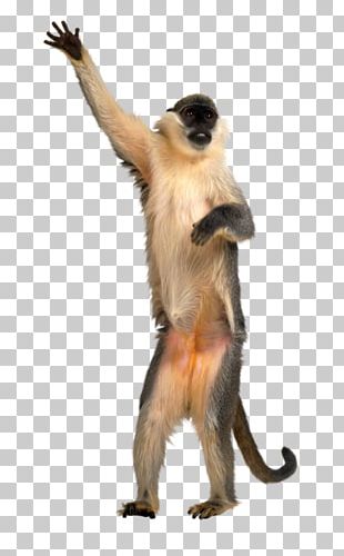 Monkey PNG