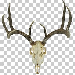 White-tailed Deer Tattoo Antler Drawing PNG, Clipart, Animals, Antler ...