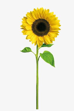 Free Free 346 Clipart Sunflower SVG PNG EPS DXF File