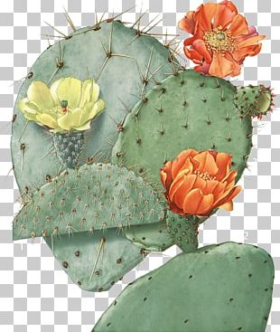 Flower Barbary Fig Cactaceae PNG, Clipart, Cactus, Designer ...