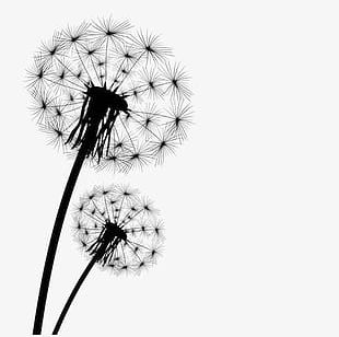 black dandelion png images black dandelion clipart free download black dandelion png images black