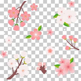 Cherry Blossom Cerasus PNG