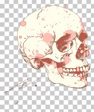 Skeleton Skull - Anatomical Skull Illustration PNG