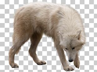 Arctic Wolf Png Stock Illustrations – 6 Arctic Wolf Png Stock