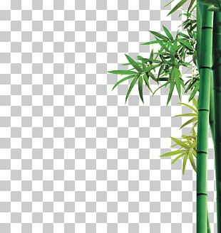 Bamboo Bamboe Icon PNG, Clipart, Adobe Illustrator, Bamboe, Bamboo ...