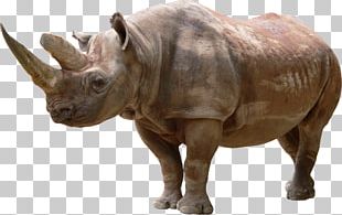 Black Rhinoceros Computer Icons PNG