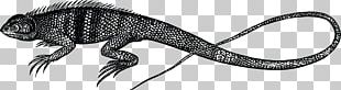 Reptile Lizard Common Iguanas Snake PNG