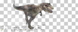 Tyrannosaurus Dinosaur Triceratops Carnivore PNG
