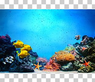 Marine Biology Aquariums Coral Reef Fish Marine Mammal PNG, Clipart ...