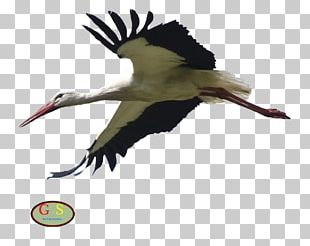 White Stork Bird Otterhound PNG