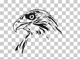 Drawing Bird Line Art Hawk PNG