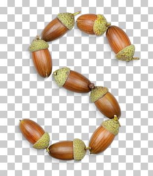 Nut Acorn Typography Typeface Font PNG