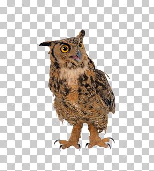 Snowy Owl Great Horned Owl Eurasian Eagle-owl Nocturnality Barn Owl PNG