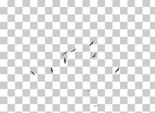 Bird Migration Pelican Flock PNG