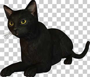Black Cat Bombay Cat Burmese Cat Korat Malayan Cat PNG