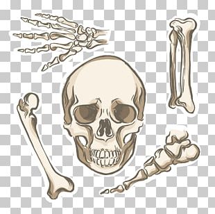 Bone Human Skeleton Human Body Human Anatomy PNG