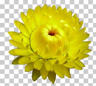 Curry Plant Flower Chrysanthemum Seed PNG