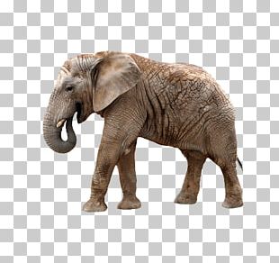 African Bush Elephant Giraffe Rhinoceros Zebra PNG