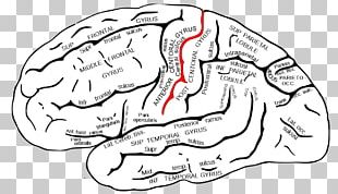 Temporal Lobe Superior Temporal Gyrus Superior Temporal Sulcus Lobes Of The Brain PNG
