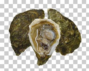 Pacific Oyster Clam Seafood Kumeyaay PNG