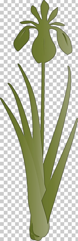 Iris Flower Spring Flower PNG