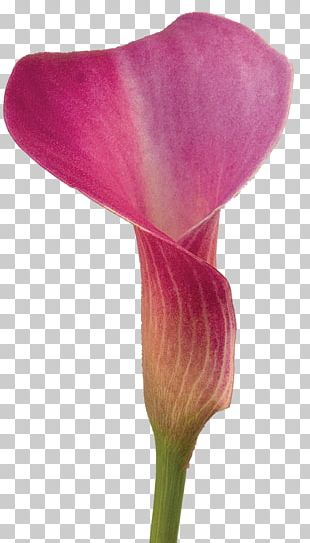 Arum-lily Flower Lilium Color Callalily PNG