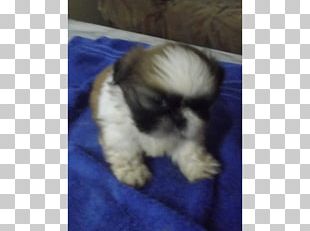 Shih Tzu Havanese Dog Morkie Chinese Imperial Dog Lhasa Apso PNG