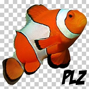 Ocellaris Clownfish Reef Aquarium Saltwater Fish Blue Tang PNG