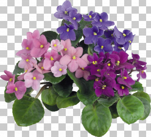 Violet Magazin "udachnyy" Tangible Good Service Houseplant PNG