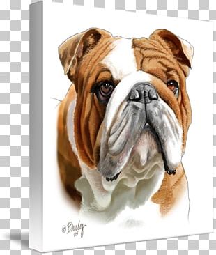 Dorset Olde Tyme Bulldogge Olde English Bulldogge Toy Bulldog Valley Bulldog Australian Bulldog PNG