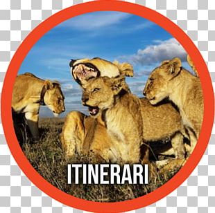 Serengeti National Park Lake Manyara Ngorongoro Conservation Area Asiatic Lion Sleeping Lions PNG