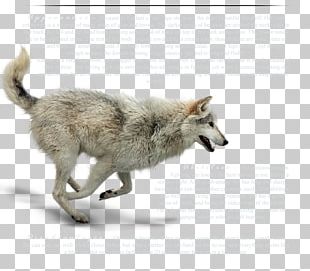 Dog Coyote Mexican Wolf Tundra Wolf Red Wolf PNG, Clipart, Animals ...