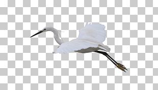Crane Bird Computer File PNG