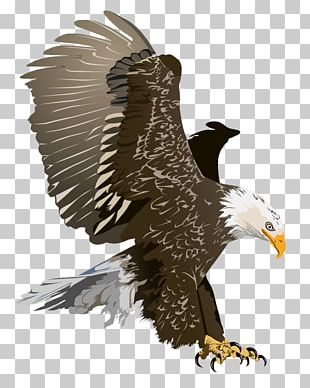 Bald Eagle Free Content PNG, Clipart, Adobe Illustrator, Animals, Art ...