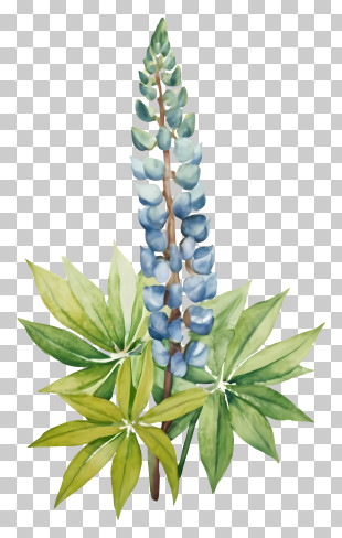 Blue Flower - Blue Lupine Flower PNG